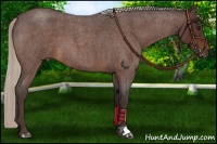 Horse Color:Silver Bay Roan 