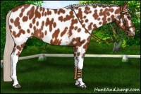 Horse Color:White Spotted Silver Bay Appaloosa 