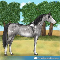 Horse Color:Platinum White Spotted Brown Dun Rabicano Brindle 