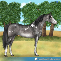 Horse Color:Platinum White Spotted Brown Dun Rabicano Brindle 