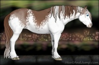 Horse Color:White Spotted Liver Chestnut Sabino Splash