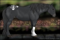 Horse Color:Black Appaloosa