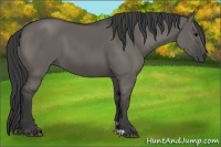 Horse Color:Grullo