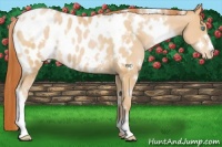Horse Color:White Spotted Buckskin Pearl Appaloosa