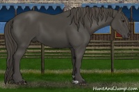 Horse Color:Smoky Black 