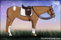 Horse Color:Chestnut Appaloosa 