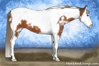 Horse Color:White Spotted Liver Chestnut Splash Tobiano 
