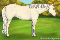 Horse Color:Palomino Dun