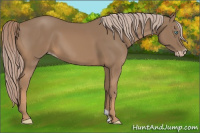 Horse Color:Gray Cremello 