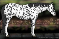 Horse Color:Black Appaloosa Rabicano 