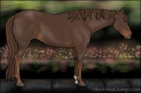 Horse Color:Liver Chestnut 