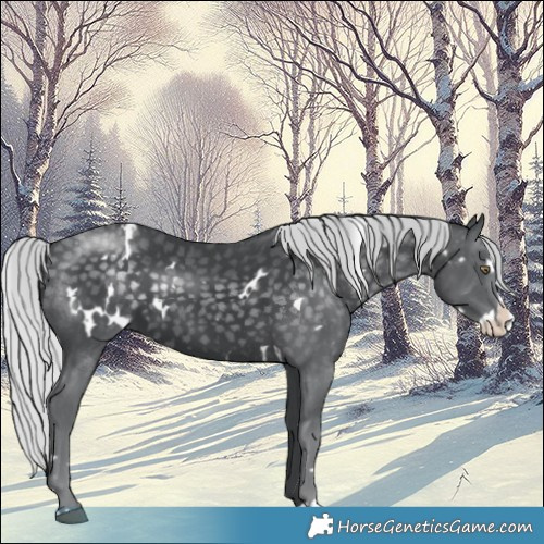 Horse Color:White Spotted Silver Black Chinchilla Splash 