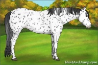 Horse Color:Blue Roan Near Leopard