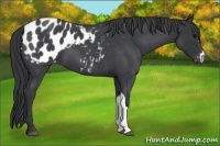 Horse Color:Blue Roan Appaloosa 