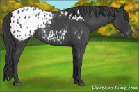 Horse Color:Blue Roan Appaloosa