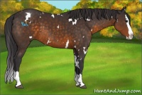 Horse Color:White Spotted Buckskin Splash