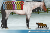 Horse Color:Brown Roan Rabicano 