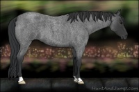 Horse Color:Blue Roan 