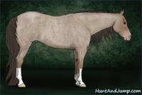 Horse Color:Classic Champagne Roan 