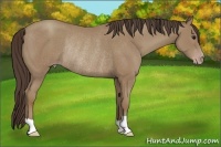 Horse Color:Classic Champagne Rabicano