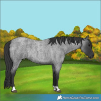 Horse Color:Blue Roan Rabicano