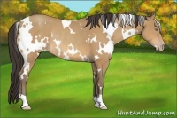 Horse Color:White Spotted Amber Champagne Rabicano