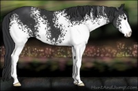 Horse Color:White Spotted Black