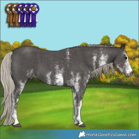 Horse Color:Gray White Spotted Silver Black