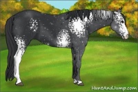 Horse Color:White Spotted Black 