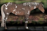 Horse Color:White Spotted Silver Black 