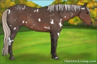Horse Color:White Spotted Silver Black