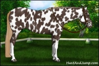 Horse Color:Liver Chestnut Appaloosa 