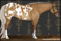Horse Color:Chocolate Silver Buckskin Appaloosa