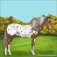 Horse Color:White Spotted Chocolate Palomino Appaloosa 