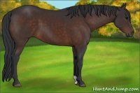 Horse Color:Brown 