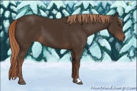 Horse Color:Liver Chestnut 