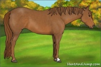 Horse Color:Chestnut Sabino 