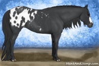 Horse Color:Blue Roan Appaloosa 