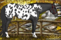 Horse Color:Black Appaloosa 