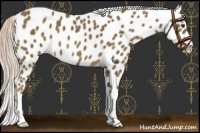 Horse Color:Chocolate Palomino Leopard 
