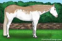 Horse Color:Red Dun Splash  and Red Dun Splash 
