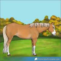 Horse Color:Palomino Splash 