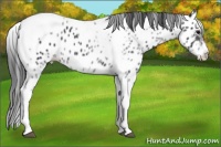 Horse Color:White Spotted Black Splash Tobiano Frame Near Leopard 