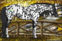 Horse Color:Black Appaloosa Rabicano 