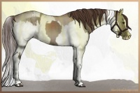Horse Color:White Spotted Liver Red Dun Splash Tobiano  and Liver Red Dun Splash Rabicano 