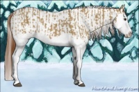 Horse Color:Red Dun Splash  and Red Dun Splash 