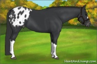 Horse Color:Black Appaloosa 