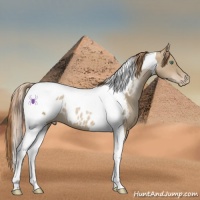 Horse Color:Smoky Black Pearl Tobiano Near Leopard