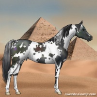 Horse Color:White Spotted Black 