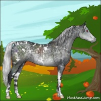 Horse Color:White Spotted Silver Black Chinchilla Sabino 
